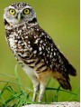 European Burrowing Owls weather-vane