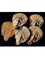 ancient Tuscan terracotta masks