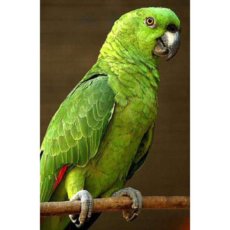 Кличка зеленый. Американский зеленый попугай Амазон. Зеленый попугай порода. Зеленый попугай сент Мари. Конголезский попугай.