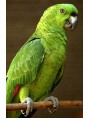 Small Parrot Sign