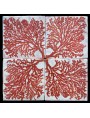 Red Gorgonian tiles