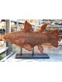 Coelacantus terracotta fish