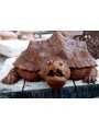 Tartaruga alligatore - Macrochelys temminckii