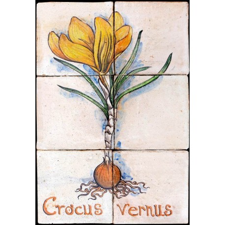 Flowers majolica Crocus vernus