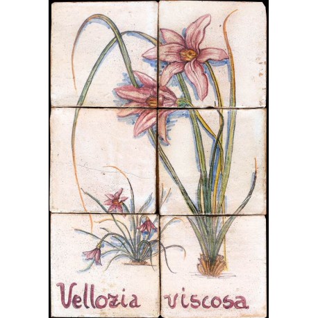 Flowers majolica panel Vellozia viscosa