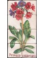 Pannello maiolicato Primula calderiana