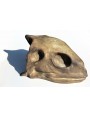 Sea Turtle Skull in terracotta