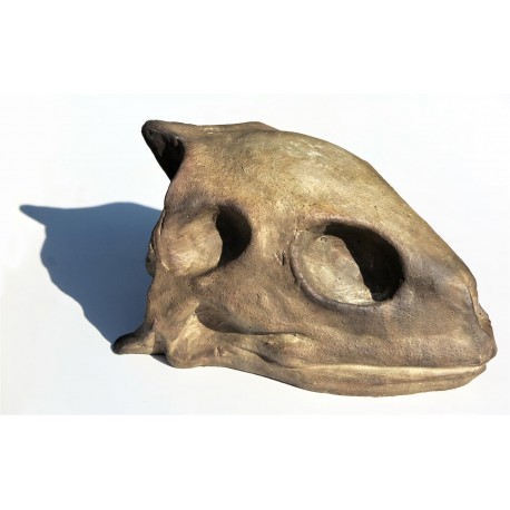 Cranio di Tartaruga marina in terracotta