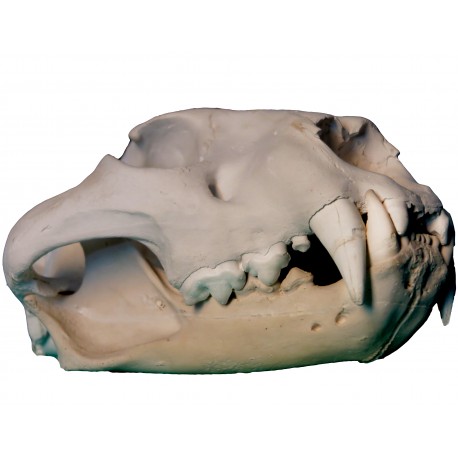 Lion skull