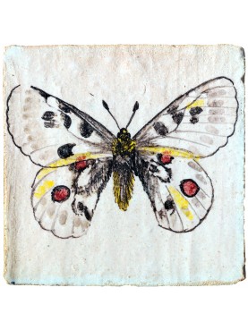 La farfalla apollo - Parnassius apollo (Linnaeus, 1758)
