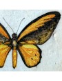 A.R. Wallace butterfly Ornithoptera croesus (Wallace, 1859)