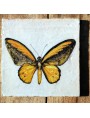 La farfalla di Wallace - Ornithoptera croesus (Wallace, 1859)