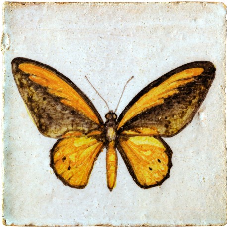A.R. Wallace butterfly Ornithoptera croesus (Wallace, 1859)
