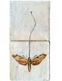 La farfalla di Darwin - Xantophan morgani (Walker, 1856)