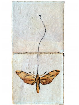 Apollo butterfly (Parnassius apollo, Linnaeus 1748)