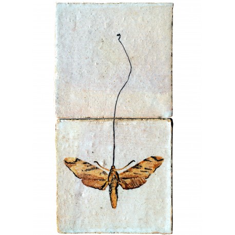 La farfalla di Darwin - Xantophan morgani (Walker, 1856)