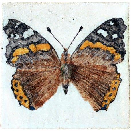 Vanessa atalanta (Linnaeus, 1758)