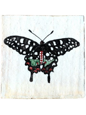 Papilio antenor, Pharmacophagus antenor (Drudy, 1775)