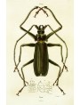 Leucozona glaucia (Linnaeus 1748)