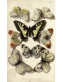 Papilio glaucus 