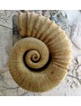 Photo of the original fossil ammonite