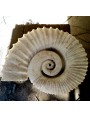 Photo of the original fossil ammonite