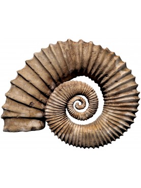 Great limestone Ammonite heteromorphous