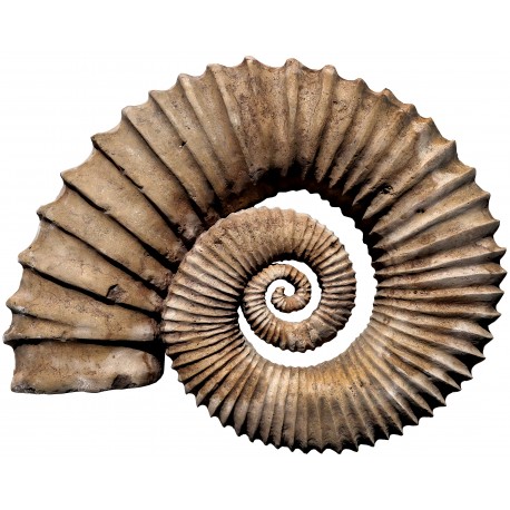 Ammonite frontal view hand-carved