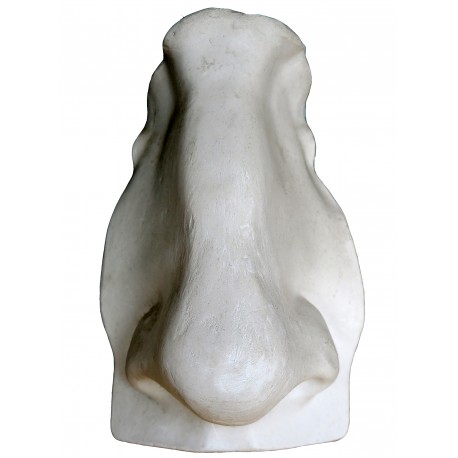 Nose of Michelangelo's David