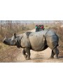 Rinoceronte Indiano dell'Assam, probabilmente Durer osservò un esemplare di questa specie