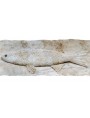 Mullet fish - Mugil cephalus in white Carrara marble
