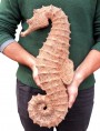 Great seahorse h 54 cm