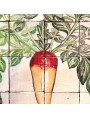 Majolica Panel long red radish - U.Aldrovandi