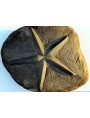 pentacle, five pointed star - magic symbol