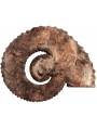 Ammonite back side