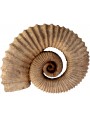 riproduzione di Ammonite Eteromorfa patinata scura