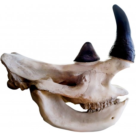 Skull Resin Rhino trophy