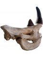 Cranio di Rinoceronte in resina