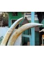 Pair of large elephant tusks