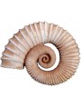 Ammonite heteromorphous sculpture reproduction, no patina