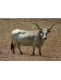 Maremma breed cow - Uccellina (Grosseto)