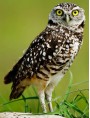 European Burrowing Owls windvane