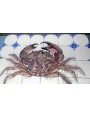 Mediterranean Crab majolica panel - 24 tiles