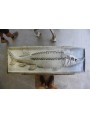 Marble Sturgeon our production