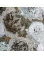 Amazing assortment of white lichens