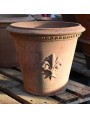 Conchino da Limoni con giglio fiorentivo vaso terracotta