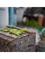 European green lizard - beautiful hand-made artefact