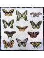 large tile 50x50cm with 11 butterflies 1: 1italy