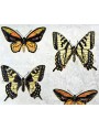 Our majolica tiles butterflyes - majolica tile hand made in italy