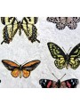 Our majolica tiles butterflyes - majolica tile hand made in italy